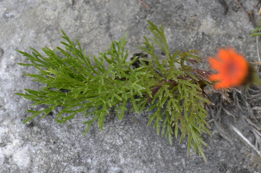 Jacobaea  abrotanifolia / Senecio abrotanino